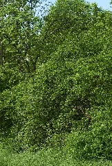4150 Feldhecke Berg