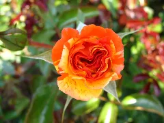4487 Bern Rosengarten Rose