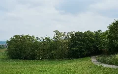 4931 Feldgehölz Schwaikheimer Tunnel