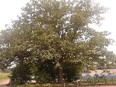 55218 Quercus 3