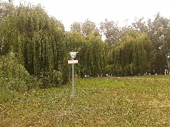 55218 Salix × Sepulcralis 1