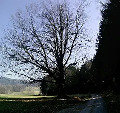 95698 Neualbenreuth, Germany Panoramio (10)