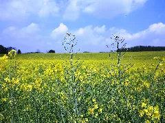 A Part Of Haan (Gruiten) Panoramio