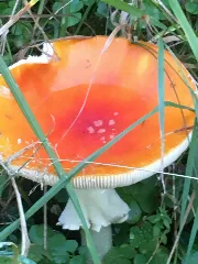 A Red Mushroom