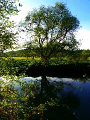 A Willow Panoramio