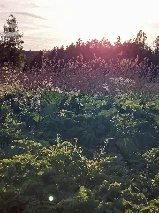 Abendschleier