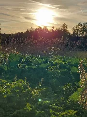 Abendstimmung In Dem Landschaftsschutzgebiet Des Torferlebnispfads Bremental In Jettingen Scheppach