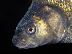 Abramis Brama Laichausschlag