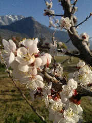 Abricotiers En Fleurs Panoramio (2)
