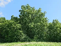 Abschiedslinde Bei Kammerbach Im Nordhessischen Werra Meißner Kreis (4)