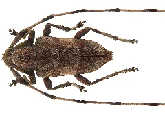 Acanthocinus Aedilis (Linné, 1758) Male (4403822079)