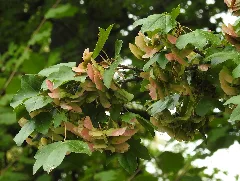 Acer Campestre Rf