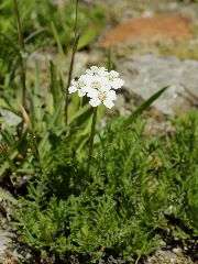 Achillea Erba Rotta (Plant)