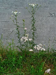 Achillea Millefolium 001