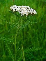 Achillea Millefolium 002
