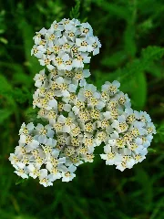 Achillea Millefolium 003