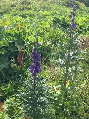 Aconitum Napellus Ac