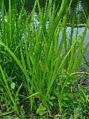 Acorus Calamus 001