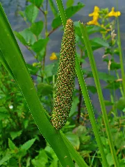 Acorus Calamus 002