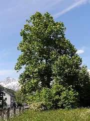 Admont Naturdenkmal 911 Winterlinde (Tilia Cordata)