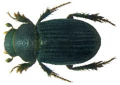 Aegialia (Psammoporus) Sabuleti (Panzer, 1797) (5612556917)