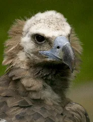 Aegypius Monachus
