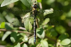 Aeshna Cyanea Niederösterreich