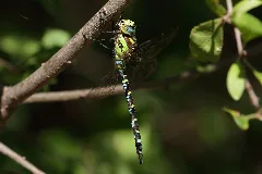 Aeshna Cyanea Niederösterreich 3