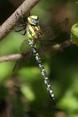 Aeshna Cyanea Niederösterreich 4