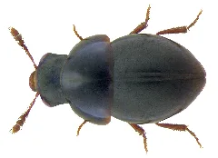 Agathidium Atrum (Paykull, 1798) (3559447750)