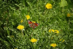 Aglais Io Saugt An Löwenzahn