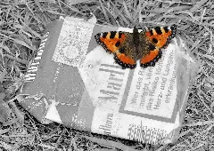 Aglais Urticae And Bw Packet Of Cigarettes