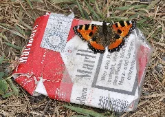 Aglais Urticae Qtl4