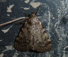 Aglossa Pinguinalis 02