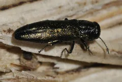 Agrilus Angustulus 02 Fws