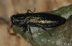 Agrilus Angustulus 05 Fws