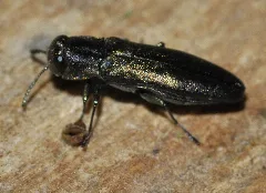Agrilus Angustulus 06 Fws