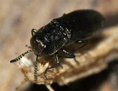 Agrilus Angustulus 07 Fws