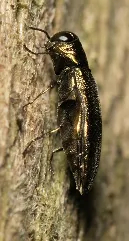 Agrilus.sp.1