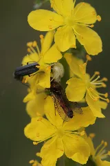 Agrimonia Eupatoria (27621667523)