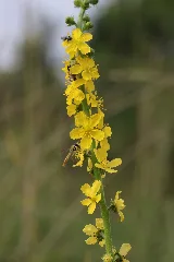 Agrimonia Eupatoria (28159514941)