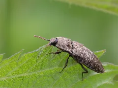 Agrypnus Murina (Elateridae) (10491452895)
