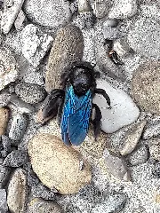 Ahxylocopaviolacea1