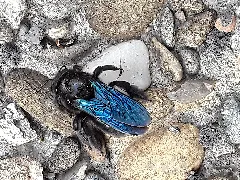 Ahxylocopaviolacea2