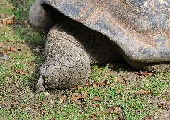 Aldabrachelys Gigantea Qtl1