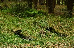 Alemannengräber (Obereschach) 0819