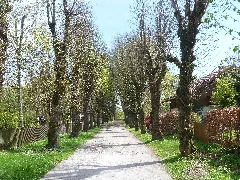 Allee In Ebenhausen