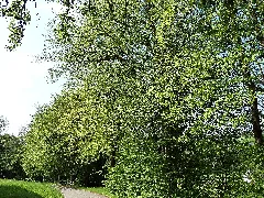 Allee In Maurachen 4