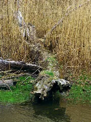 Alligator Panoramio