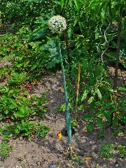 Allium Cepa 001